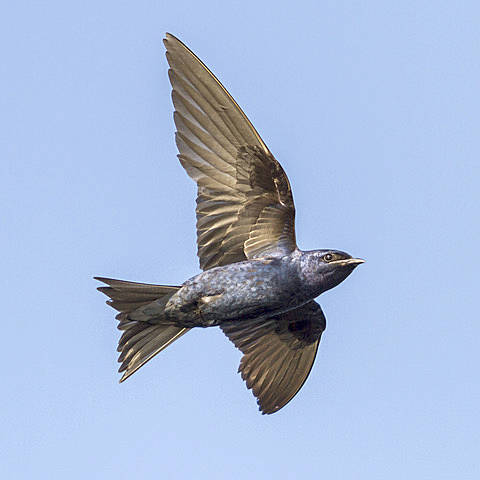 Purple Martin. Photo by Chris Perry