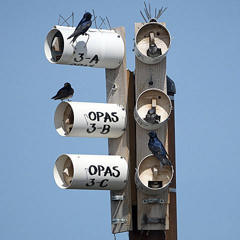 The Olympic Peninsula Audubon Society maintains colonies of Purple Martins, pictured here at the 3 Crabs Estuary in Dungeness. Photo by Dow Lambert