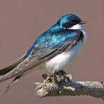 Tree Swallow. Photo by Dow Lambert