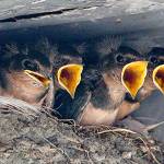 Bird Tales: The swallows’ tale