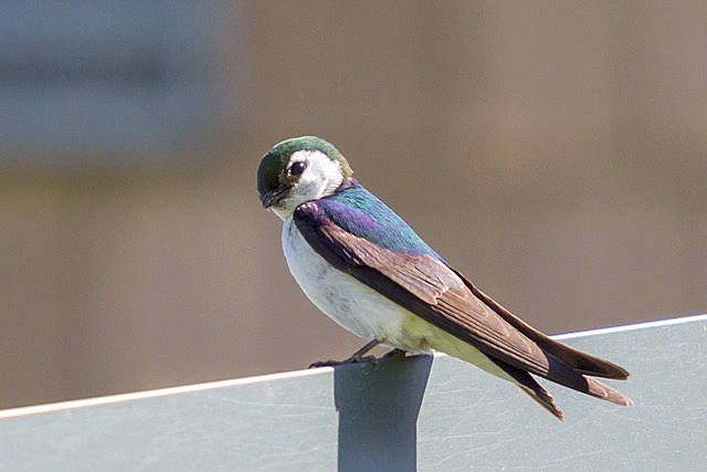 Violet-green Swallow. Photo by Chris Perry