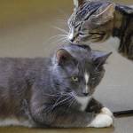 PFOA’s Safe Haven reopens