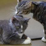 Heidi, right, takes care of Hans at the Peninsula Friends of Animals shelter. Submitted photo