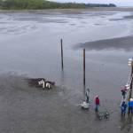 Dow Lambert (inset) and other volunteers with the Olympic Peninsula Audubon Society help install tubular nesting boxes for Purple Martins in the 3 Crabs restoration area in April 2019. Photos by John Gussman