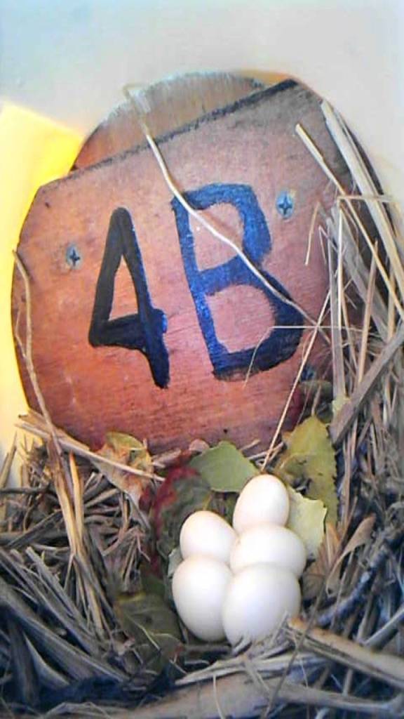 Purple Martin eggs lay inside a nesting box in the Port Angeles harbor. (We) expect these to hatch about mid-July, says Ken Wiersma. Photo by Ken Wiersma