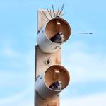 OPAS helping Purple Martins find homes