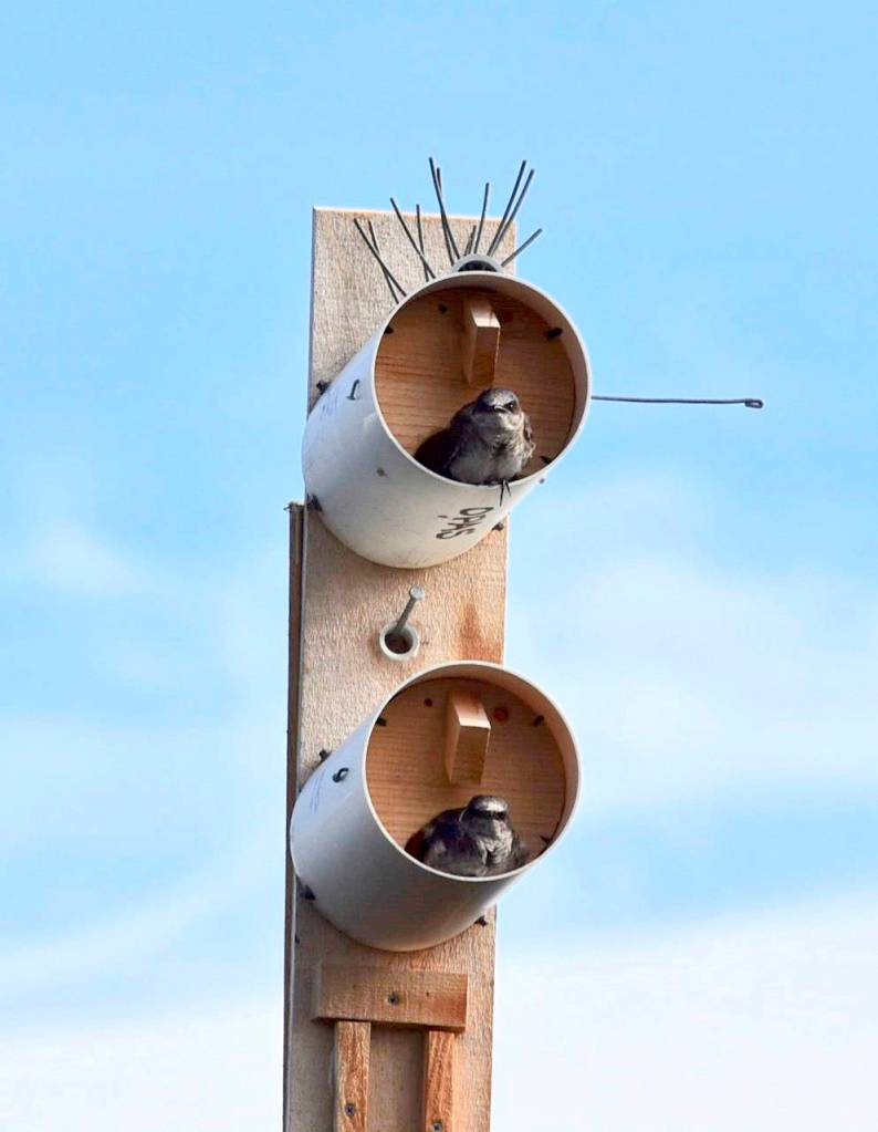 OPAS helping Purple Martins find homes