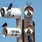 OPAS helping Purple Martins find homes