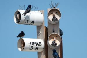 OPAS helping Purple Martins find homes