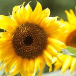 Get It Growing: Enjoy summer in the garden