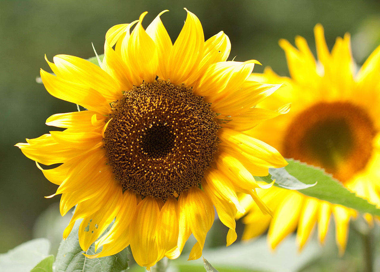 July is the perfect time to exercise those green thumbs in your Sequim-Dungeness Valley garden. Photo by Sandy Cortez