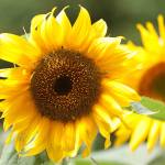 July is the perfect time to exercise those green thumbs in your Sequim-Dungeness Valley garden. Photo by Sandy Cortez