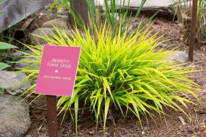 Get It Growing: Ornamental grasses in your garden