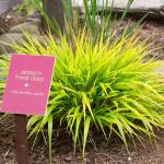 Careful selection is key to growing and maintenance of ornamental grasses. Photo by Sandy Cortez