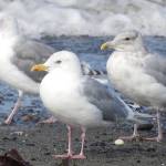 Bird Tales: The versatile, adaptable gull
