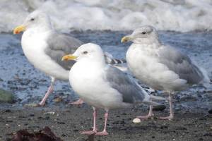 Bird Tales: The versatile, adaptable gull