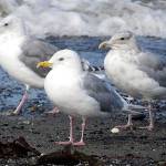Iceland (Thayers) Gull with Glaucous-winged Gulls. Photo by Bob Boekelheide