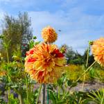 Get It Growing: Delight in dahlia varieties