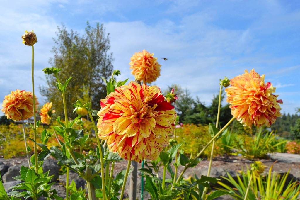 Get It Growing: Delight in dahlia varieties