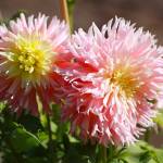 Get It Growing: Delight in dahlia varieties