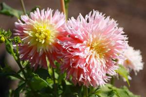 Get It Growing: Delight in dahlia varieties