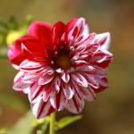With more than 10,000 variants to choose from, dahlias come in a myriad shapes and sizes. Photo by Sandy Cortez
