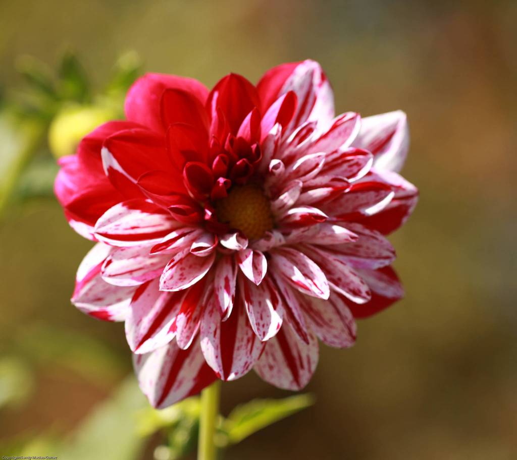 With more than 10,000 variants to choose from, dahlias come in a myriad shapes and sizes. Photo by Sandy Cortez