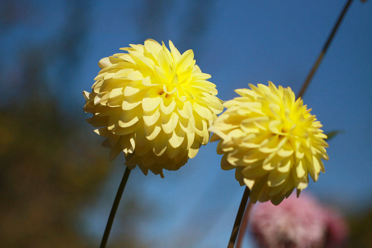 Get It Growing: Delight in dahlia varieties