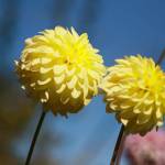 Get It Growing: Delight in dahlia varieties