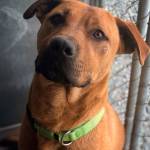 Donations doubled through July 15 at Olympic Peninsula Humane Society