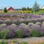 Gonzalez expands offerings with Rain Shadow Lavender