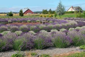Gonzalez expands offerings with Rain Shadow Lavender