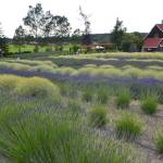 General Manager Vickie Oen said visitors began coming more frequently about two weeks ago to Purple Haze Lavender Farm. She said lavender farms are great for social distancing. Sequim Gazette photo by Matthew Nash