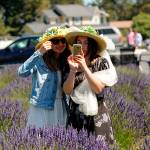 Lavender farms welcome public safely