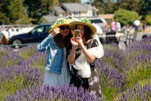 Lavender farms welcome public safely