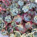 Get It Growing: How to grow a Pacific Northwest succulent garden