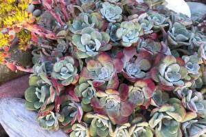 Get It Growing: How to grow a Pacific Northwest succulent garden