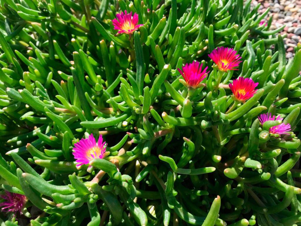 Delosperma nubigenum  or Ice Plant  typically grows to only 2 inches tall but spreads to 20 inches wide. Photo by Susan Kalmar
