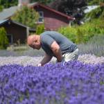 Max LaFebvre of Tacoma snaps photos in Lavender Connections fields during his familys scheduled visit earlier this week. He said reserving a spot was easy and it was one of many farms they planned to visit. Sequim Gazette photo by Matthew Nash