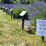 Stay 2 Lavender Plants Apart was an idea by Rick Olson, co-owner of Lavender Connection, to encourage people to social distance themselves from others while visiting their farm. Sequim Gazette photo by Matthew Nash