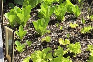 Get It Growing: Plant fall, winter vegetables now