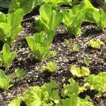 Its time to think about a good location for a successful fall/winter vegetables garden. Photo by Sandy Cortez