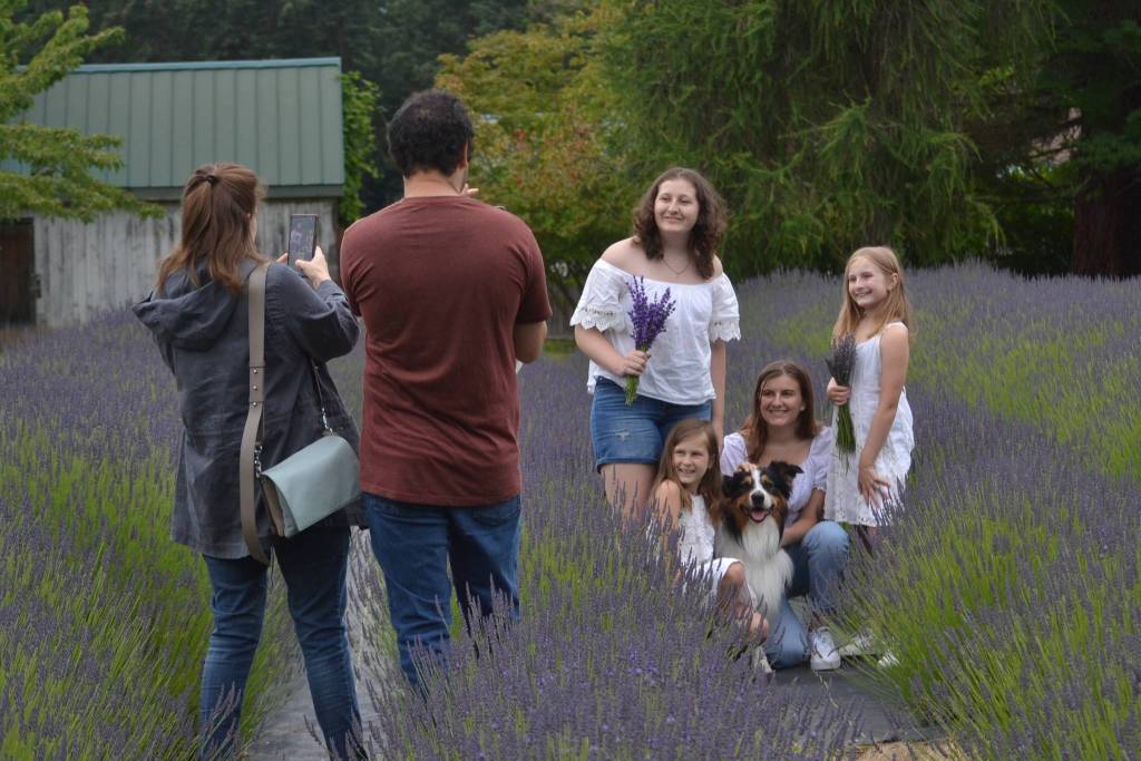 Mom and Dad Ulga and Andre Volozin of Seattle take photos of their family, including daughters Yana, Liza, Renata and Carina, and dog James on July 17 at Fleurish Lavender of Lost Mountain. Family members said this was their second year visiting Sequim, and they were looking to escape the city for a day. Sequim Gazette photo by Matthew Nash