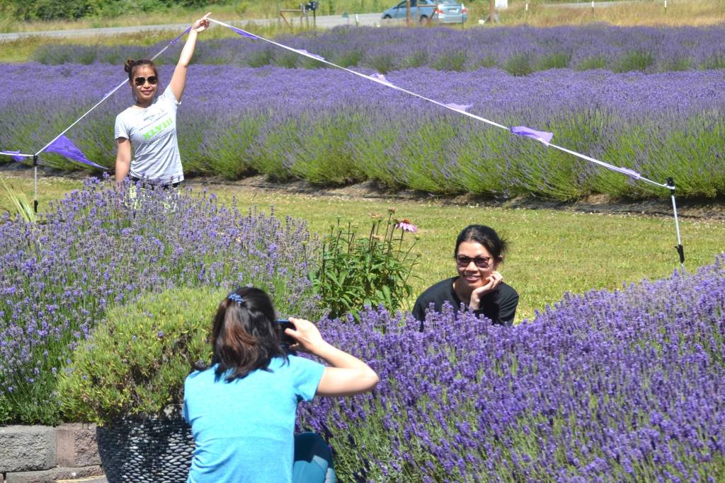 Kay Nguyen takes a picture of Ngan Hynh as Cuc Nguyen holds a ribbon for a better picture at Sunshine Herb & Lavender Farm. Sequim Gazette photo by Matthew Nash