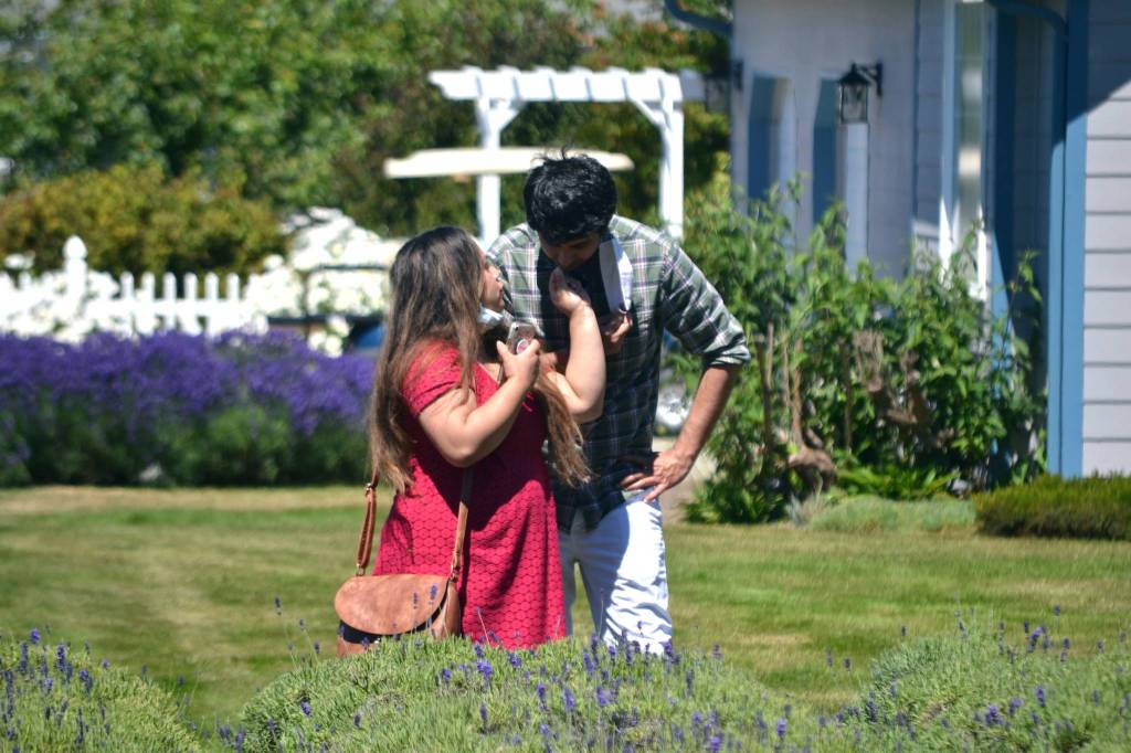 Farah Schumacher shares some lavender with Tahan Jansz at Kitty Bs Lavender Farm on July 18. The Seattle couple said they came to the area for their anniversary, and Schumacher said they had wanted to come to a lavender farm for a long time. Sequim Gazette photo by Matthew Nash