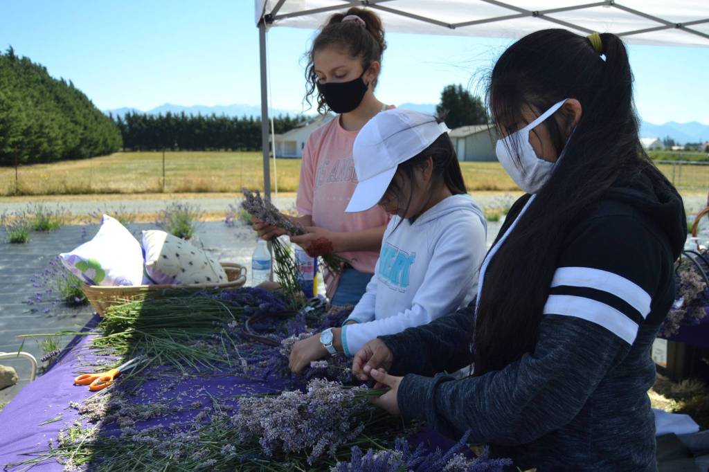 Family friends, from left, Amara Gonzalez, 13, Elizabeth Ramirez, 11, and Belinda Ramirez, 13, make lavender wreaths together at the new lavender farm Rancho La Morada off Marine Drive. The farms co-owner Juan Gonzalez said his family has cultivated lavender for years and they wanted to open their farm this year. Sequim Gazette photo by Matthew Nash