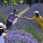 Andy and Molly Nguyen of Kent pose for a photo for their daughter Angela at Graysmarsh Farms lavender fields. The family visited Sequim five years ago and returned because they wanted a day trip. Molly said they were sad there wasnt a big festival and they prefer when there are more activities. Sequim Gazette photo by Matthew Nash