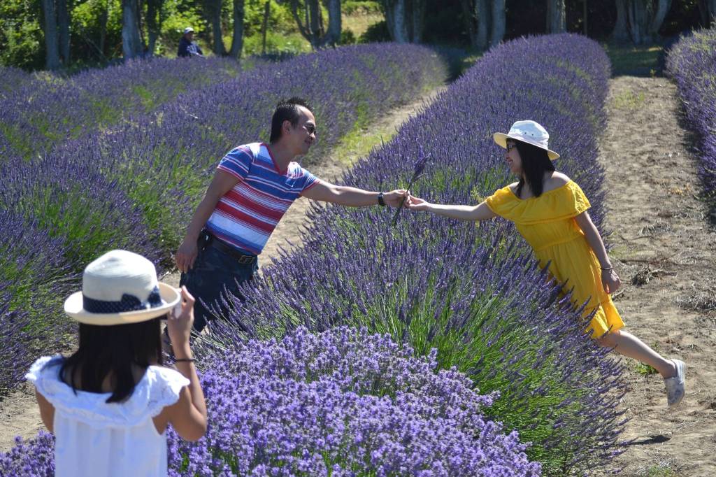 Andy and Molly Nguyen of Kent pose for a photo for their daughter Angela at Graysmarsh Farms lavender fields. The family visited Sequim five years ago and returned because they wanted a day trip. Molly said they were sad there wasnt a big festival and they prefer when there are more activities. Sequim Gazette photo by Matthew Nash