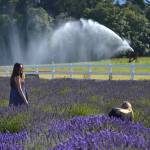 Seattle visitors take in the scenic view with a photo in the lavender at Washington Lavender on July 18. Sequim Gazette photo by Matthew Nash