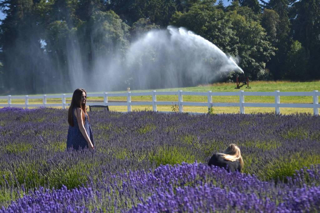 Seattle visitors take in the scenic view with a photo in the lavender at Washington Lavender on July 18. Sequim Gazette photo by Matthew Nash